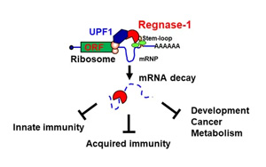 CAR-T療法創(chuàng)始人PNAS發(fā)文：實(shí)體腫瘤治療曙光出現(xiàn)？利用“組合拳”幫助T細(xì)胞