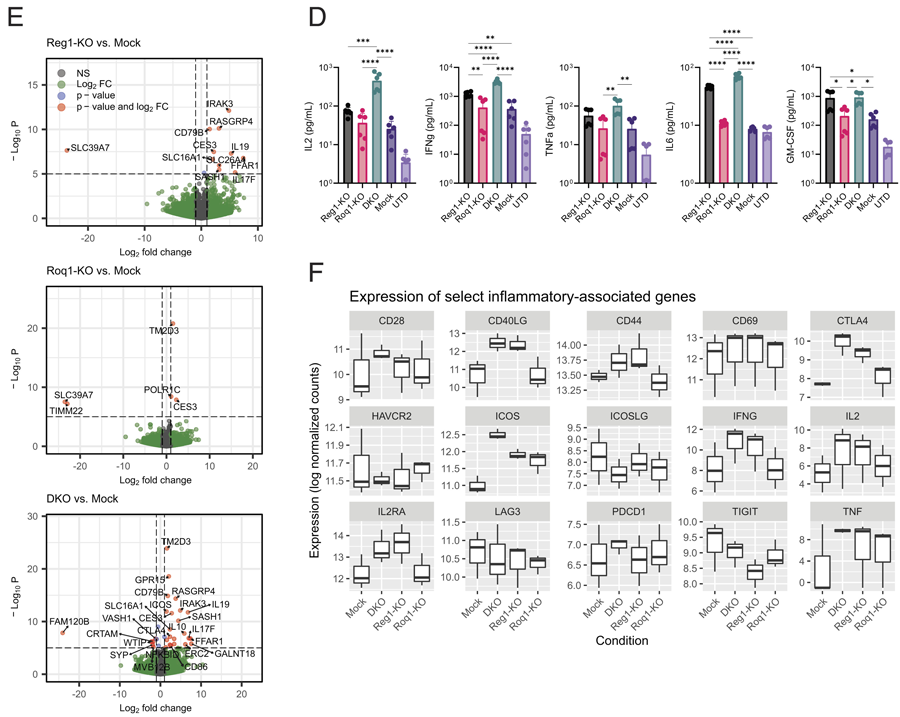 Regnase-1和Roquin-1雙敲除