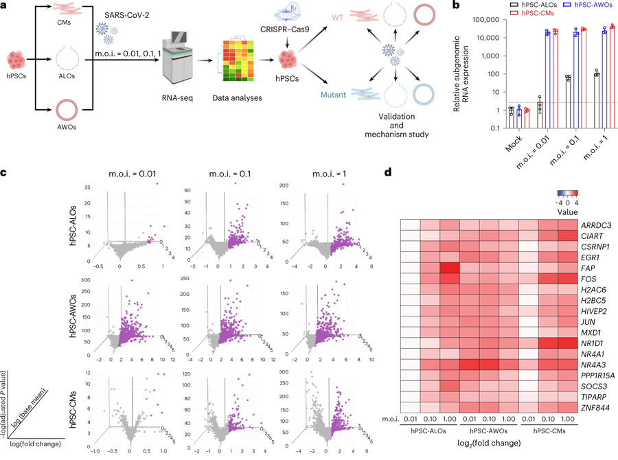 用于識(shí)別與SARS-CoV-2感染相關(guān)基因的多類(lèi)器官平臺(tái)