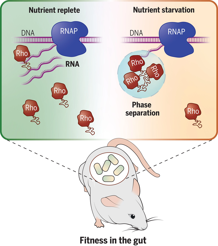 共生細(xì)菌擬桿菌中轉(zhuǎn)錄終止因子Rho的相分離控制基因表達(dá)并促進(jìn)哺乳動物腸道中的細(xì)菌適應(yīng)性