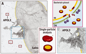 Science發(fā)現(xiàn)！細(xì)胞竟然也有“潔癖”，能自產(chǎn)“洗滌劑”，讓細(xì)菌無處遁逃