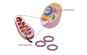 研究發(fā)現(xiàn)，這種“升級(jí)版”輔酶Q10能逆轉(zhuǎn)HIV引起的器官損傷