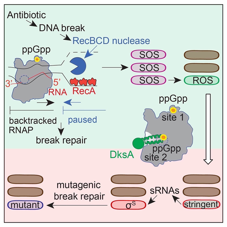ppGpp與RNA聚合酶(RNAP)在兩個位點(diǎn)的結(jié)合 ppGpp與RNA聚合酶(RNAP)在兩個位點(diǎn)的結(jié)合