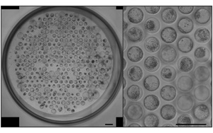 《Nature Protocols》：新突破！能夠模擬人類胚胎植入的模型