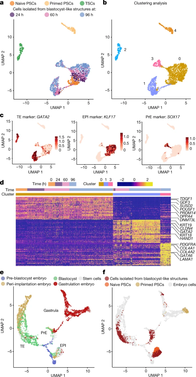 人類胚泡樣結(jié)構(gòu)形成三種植入前譜系的類似物