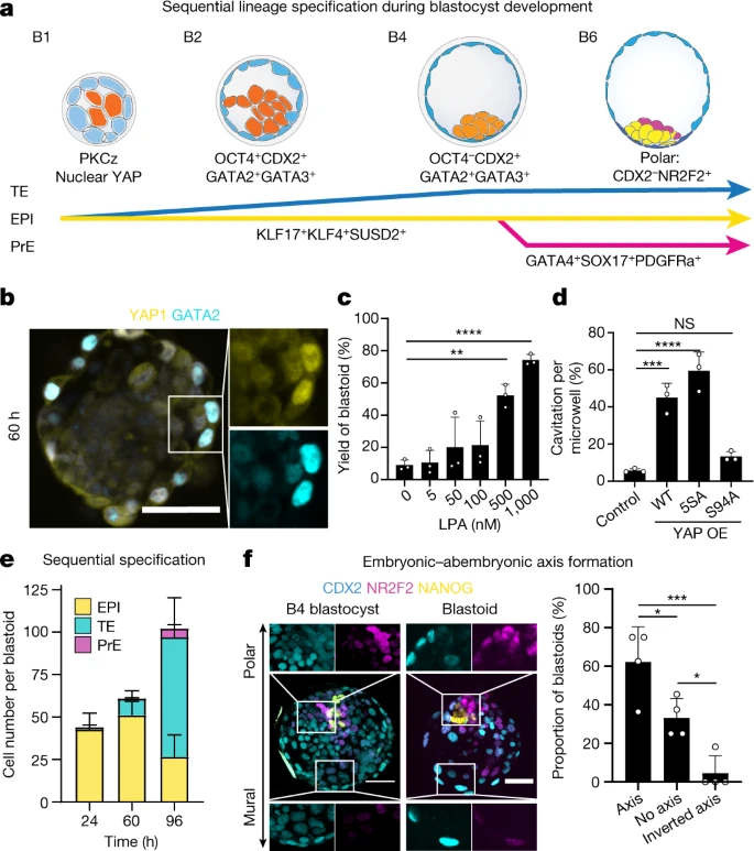根據(jù)囊胚發(fā)育的順序和時(shí)間形成三個(gè)譜系