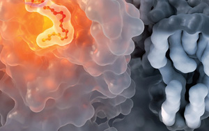 免疫系統(tǒng)絕非隨機針對病毒蛋白位點產生抗體：到底什么決定了公共抗體反應？