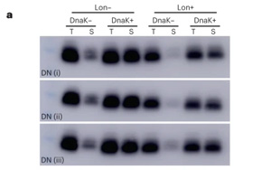 新生蛋白質(zhì)和隨機產(chǎn)生的蛋白質(zhì)有什么不同？