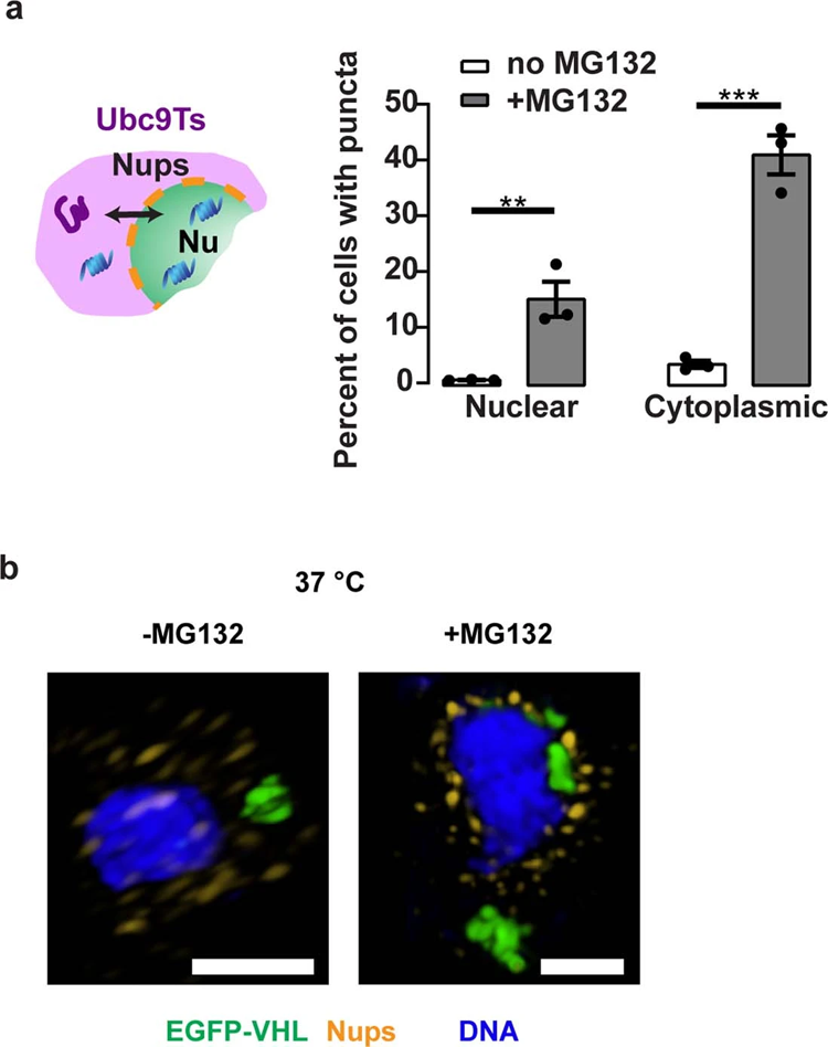 阻斷核質(zhì)轉(zhuǎn)運對Ubc9Ts清除的影響
