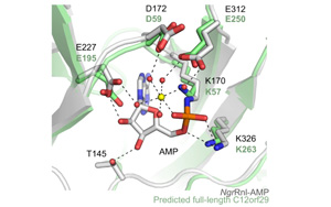 Nature子刊發(fā)現(xiàn)了隱藏的RNA修復(fù)機制：一種前所未知的蛋白質(zhì)功能