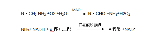 單胺氧化酶(MAO)檢測(cè) 單胺氧化酶(MAO)檢測(cè)