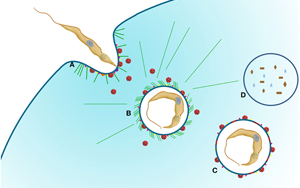 不破不立？Science子刊揭示：遭遇致命打擊時(shí)，癌細(xì)胞如何“吃自己”求生
