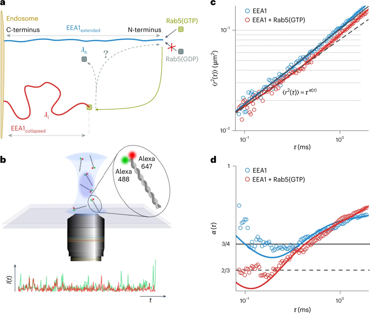 EEA1經(jīng)歷了依賴Rab5的靈活性轉(zhuǎn)變，可以使用FCS實(shí)驗(yàn)進(jìn)行測(cè)量