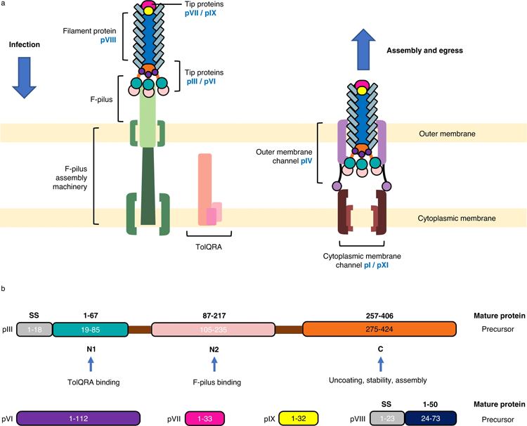 噬菌體感染、排出和包含噬菌體衣殼的蛋白質的示意圖