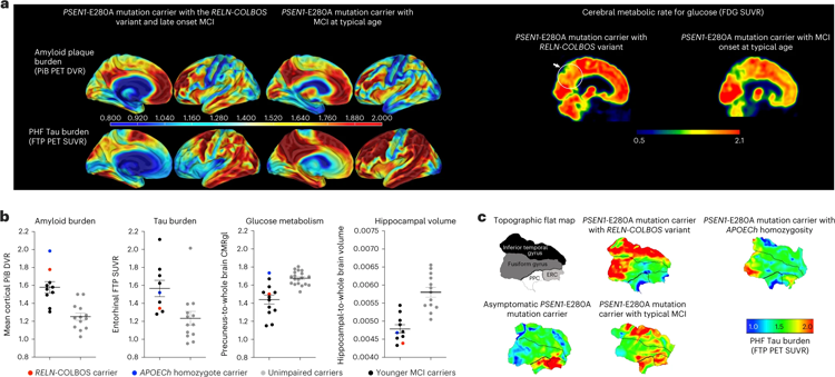 RELN-COLBOS（H3447R）載體的PET成像