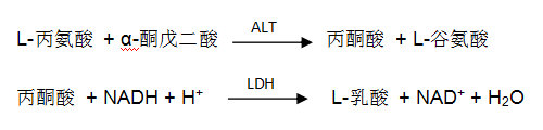 谷丙轉(zhuǎn)氨酶(ALT)檢測原理 谷丙轉(zhuǎn)氨酶(ALT)檢測原理