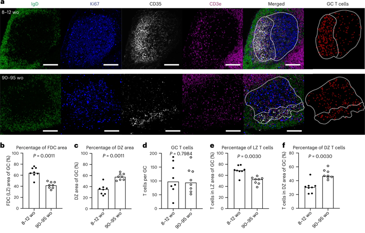 老年小鼠GC的空間組織發(fā)生了改變 老年小鼠GC的空間組織發(fā)生了改變