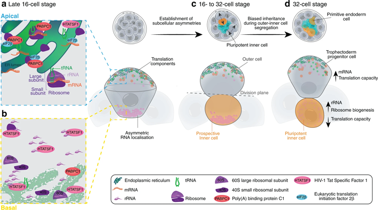 植入前小鼠胚胎中亞細胞異質性的示意圖