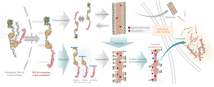 一種形成TDP-43原纖維的機(jī)制模型