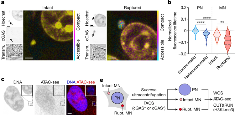 染色質可接觸性在微核中發(fā)生改變
