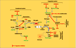 顛覆認(rèn)知！人類緩解重癥新冠肺炎的新靶點(diǎn)，“一不留神”或?qū)⒄T發(fā)精神病