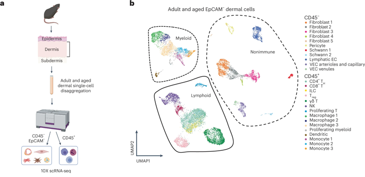 用10X單鏈核糖核酸序列鑒定皮膚細胞