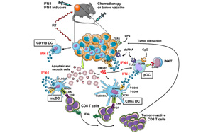 Science | 重要發(fā)現(xiàn)！斯坦福大學(xué)巧妙改造皮膚細(xì)菌，激活免疫助力抗癌