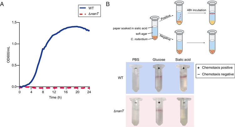 NanT是大多數(shù)革蘭氏陰性菌中主要的唾液酸轉(zhuǎn)運蛋白