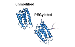 蛋白質(zhì)交聯(lián)劑及在生物學中的應(yīng)用