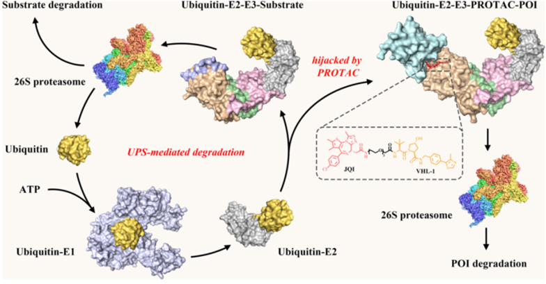 載體蛋白與半抗原的連接