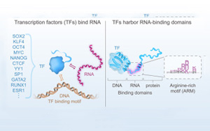 “瑞士軍刀”轉錄因子不僅能結合DNA和蛋白質，還能結合RNA