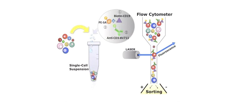流式細(xì)胞術(shù)