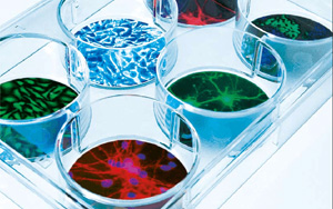 有木有增加蛋白表達量的轉(zhuǎn)染試劑？ ——試試Seebio?小西家的陽離子聚合物PEI