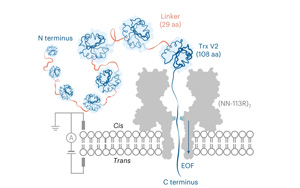 單蛋白納米孔法檢測翻譯后修飾
