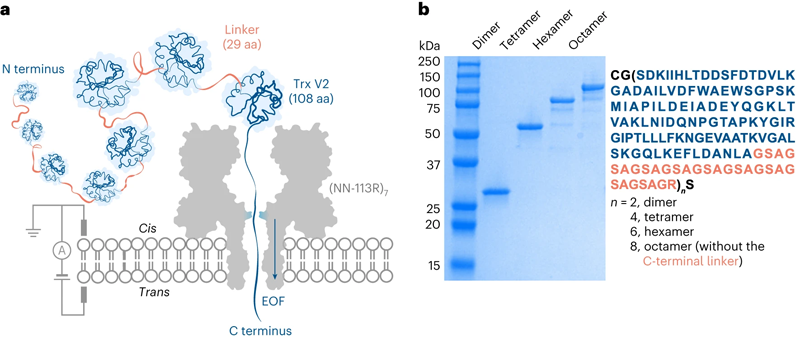 Trx連接子多聯(lián)體經(jīng)電滲驅(qū)動(dòng)易位穿過(guò)蛋白質(zhì)納米孔 Trx連接子多聯(lián)體經(jīng)電滲驅(qū)動(dòng)易位穿過(guò)蛋白質(zhì)納米孔