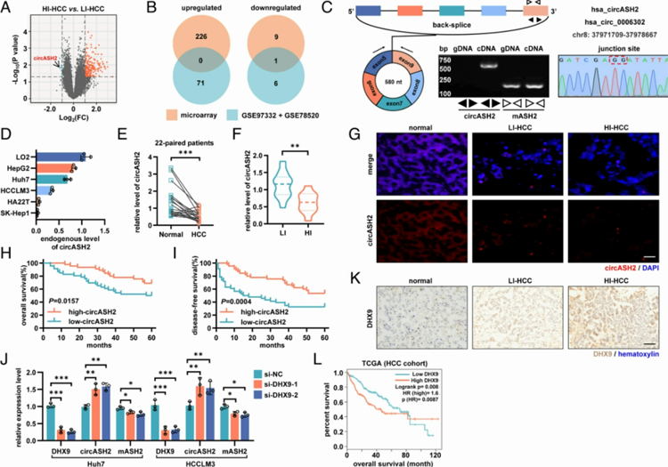 微陣列分析發(fā)現(xiàn)circASH2在HCC中具有轉(zhuǎn)移抑制作用，并受DHX9調(diào)節(jié)