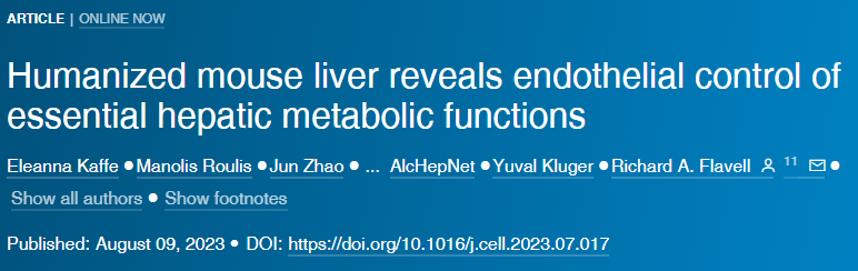 研究人員在活小鼠身上創(chuàng)造了一個(gè)功能性的人性化肝臟