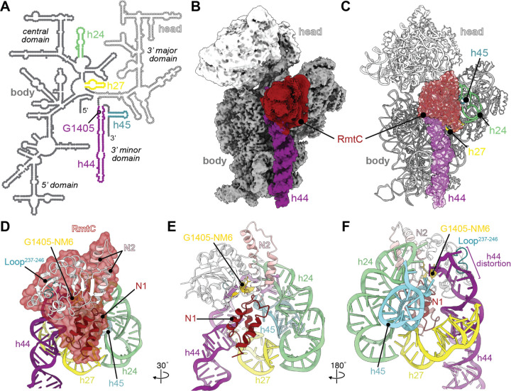RmtC與保護(hù)性16S rRNA三維表面結(jié)合。