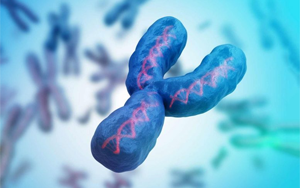 最后一塊拼圖，人類Y染色體的完整序列首次公布