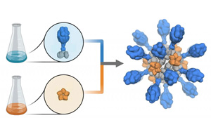 支持重組蛋白疫苗研發(fā)、生產(chǎn)的試劑解決方案