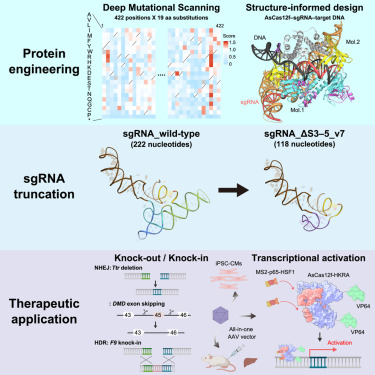 AsCas12f編輯工具的應用