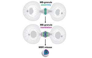 Cell子刊：細(xì)胞分裂的結(jié)果并非只是兩個(gè)子細(xì)胞，其殘余是導(dǎo)致癌癥擴(kuò)散的原因