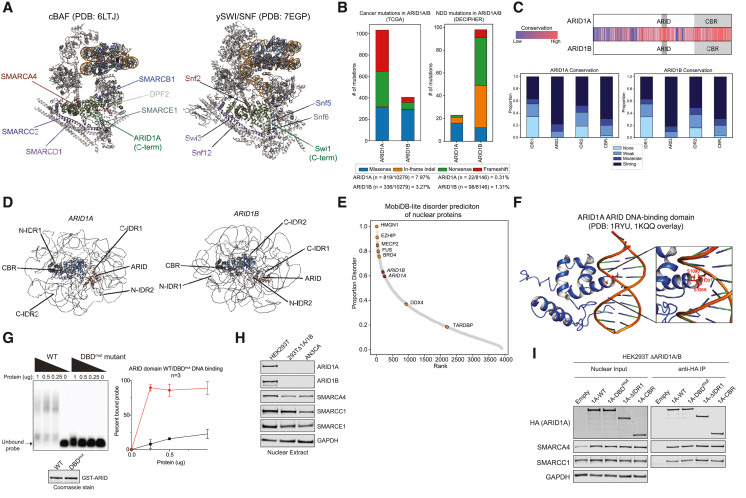 ARID1A/B cBAF亞基的結(jié)構(gòu)和功能特征