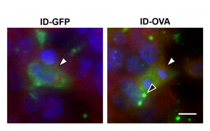 普通疫苗有潛力用于對抗癌癥