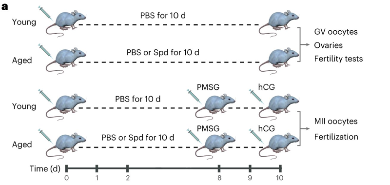 補充亞精胺對衰老小鼠卵巢亞精胺水平、卵泡發(fā)育和雌性生育能力的影響