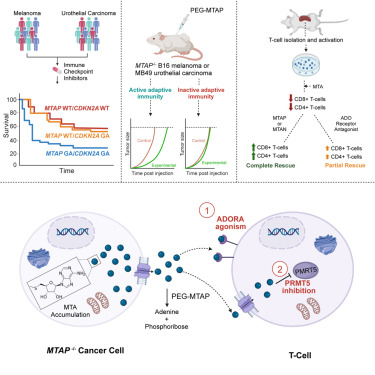 實(shí)驗(yàn)原理 實(shí)驗(yàn)原理