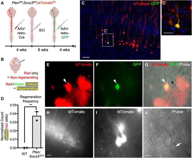 通過深度單細胞RNA測序技術，研究脊髓損傷后皮質(zhì)脊髓束（CST）神經(jīng)元的再生能力