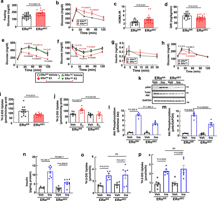 ERα通過增強(qiáng)胰島素向骨骼肌的輸送來改善葡萄糖耐受和胰島素敏感性 ERα通過增強(qiáng)胰島素向骨骼肌的輸送來改善葡萄糖耐受和胰島素敏感性