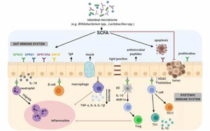 腸道細(xì)菌代謝物促進(jìn)樹突狀細(xì)胞捕獲抗原