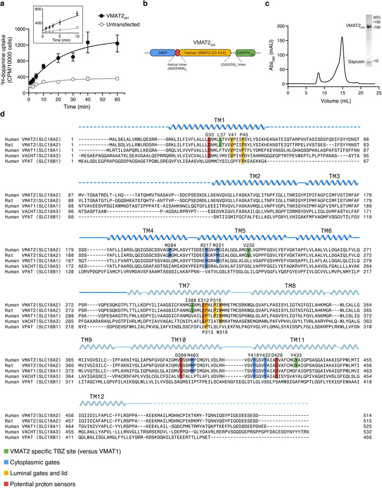 VMAT2的結構設計和序列比對 VMAT2的結構設計和序列比對